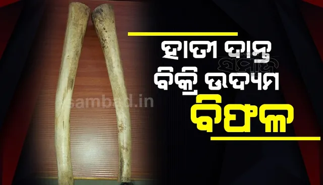 ହାତୀ ଦାନ୍ତ ବିକ୍ରି ଉଦ୍ୟମ ବେଳେ ପୁଲିସର ଚଢ଼ଉ: ୨ ହାତୀ ଦାନ୍ତ ସହ ଜଣେ ଗିରଫ       