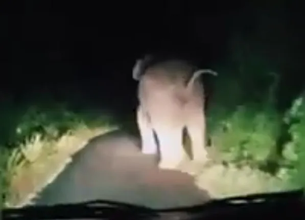 ହାତୀ ଆକ୍ରମଣରେ ବୃଦ୍ଧ ଗୁରୁତର