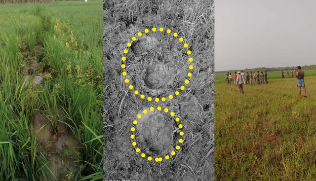 ଯାଜପୁର ସହର ନିକଟବର୍ତ୍ତୀ ଅଞ୍ଚଳରେ ହାତୀ ଆତଙ୍କ, ଲୋକେ ଭୟଭୀତ