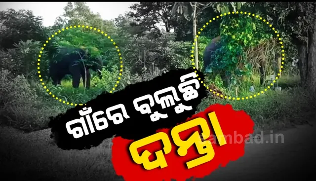 ଗାଁରେ ହାତୀ ଉପଦ୍ରବ; ଗ୍ରାମବାସୀ-ଚାଷୀ ଆତଙ୍କିତ