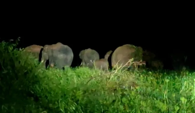 ମୁଜାଗଡ଼ ବନାଞ୍ଚଳରେ ମାତିଲେ ୧୭ ଟିକିଆ ହାତୀପଲ 