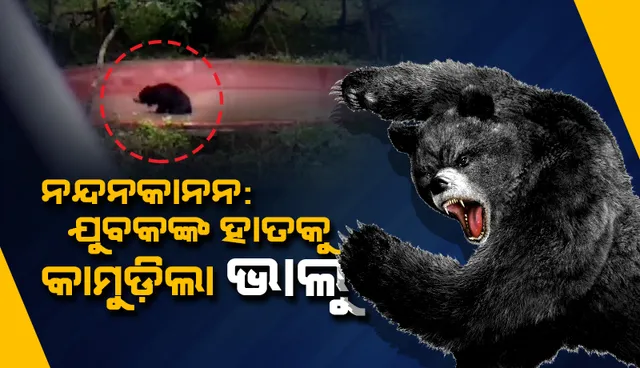 ନନ୍ଦନକାନନରେ ଅଘଟଣ: ସଫାରୀ ଭ୍ରମଣ ବେଳେ ଯୁବକଙ୍କୁ ରକ୍ତାକ୍ତ କଲା ଭାଲୁ