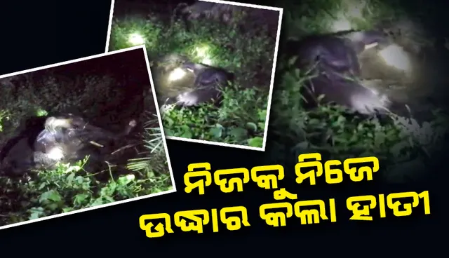 ୨ ଘଣ୍ଟାର ସଂଘର୍ଷ ପରେ ନିଜେ ନିଜକୁ ଉଦ୍ଧାର କଲା ଦନ୍ତା