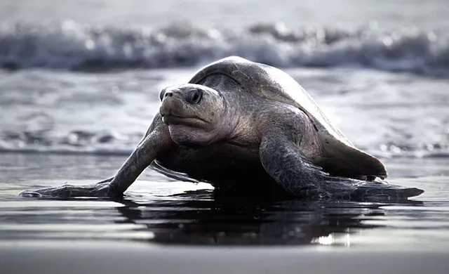 ସରକାରଙ୍କୁ ଘାରିଲାଣି ଓଲିଭ୍‌ ରିଡ୍‌ଲେଙ୍କ ସୁରକ୍ଷା ଚିନ୍ତା: ନିଷିଦ୍ଧାଞ୍ଚଳ ଉପରେ ନଜର ରଖିବ ଆପ୍‌