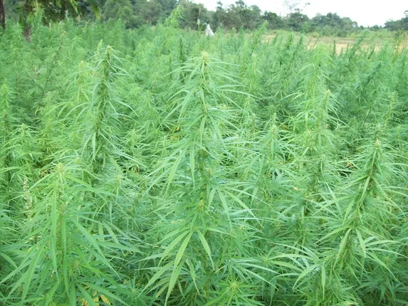 ଛତ୍ରଭଙ୍ଗ ଦେଲେଣି ଗଞ୍ଜେଇ ମାଫିଆ, ଗିରଫ ହେଲେଣି ୮୬, ଜବତ ହେଲାଣି ୮୬୫୦ କେଜି ଗଞ୍ଜେଇ