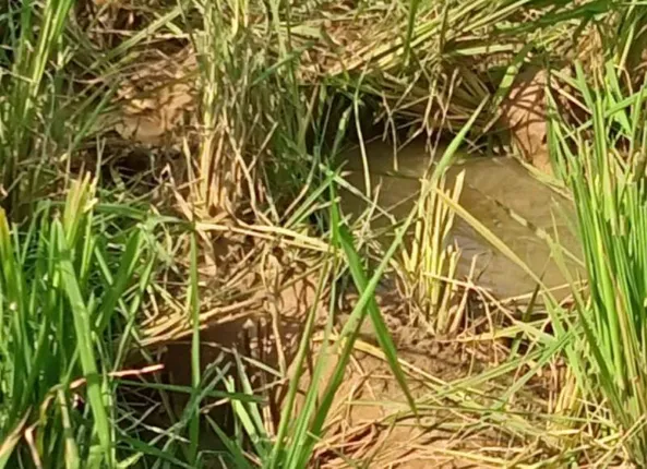 ହାତୀପଲ ଯୋଗୁଁ ଫସଲ ନଷ୍ଟ, ଚିନ୍ତାରେ ଚାଷୀ