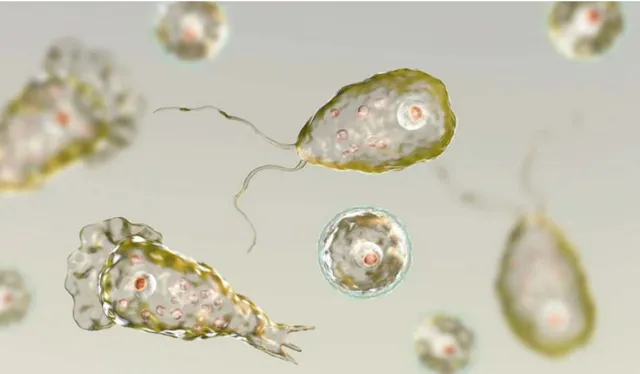 ଗାଧେଇବା ସମୟରେ ଏହି ଜୀବାଣୁ ସଂସ୍ପର୍ଶରେ ଆସି ଶିଶୁର ହେଲା ମୃତ୍ୟୁ; ଖାଇ ସାରିଥିଲା ମସ୍ତିଷ୍କ 