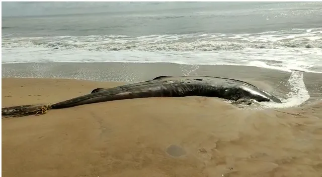 ରାମତରା ବେଳାଭୂମି ନକଟରେ ବିରାଟ ସାର୍କ ମାଛ