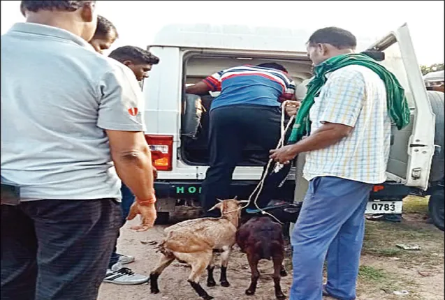 ୬ ଛେଳି,ମେଣ୍ଢା ଲୁଟେରାଙ୍କୁ ଉଠାଇ ନେଲା ବଳଙ୍ଗା ପୁଲିସ