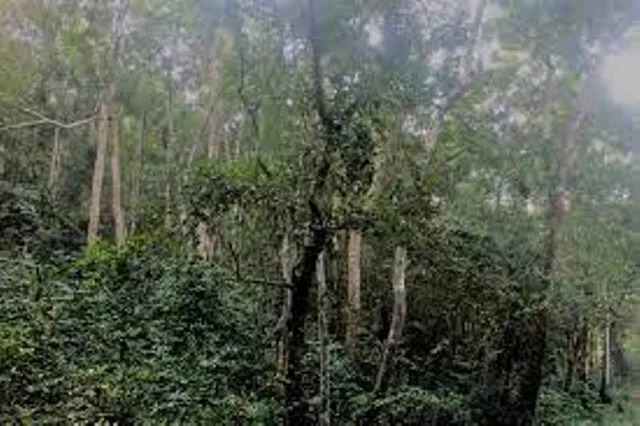 ୨ ବର୍ଷରେ ୨୦ ଲକ୍ଷ ଚାରା ଲାଗିଲା, ସବୁଜିମା ବଢ଼ିବା ବଦଳରେ କମିଲା