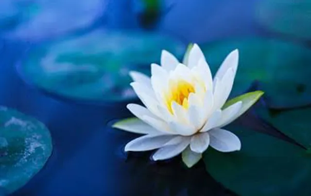 କୌମୁଦୀ କଥା