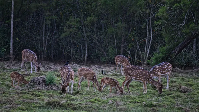 ଭିତରକନିକା ବନ୍ୟଜନ୍ତୁଙ୍କୁ ଜଗିବ କ୍ୟାମେରା