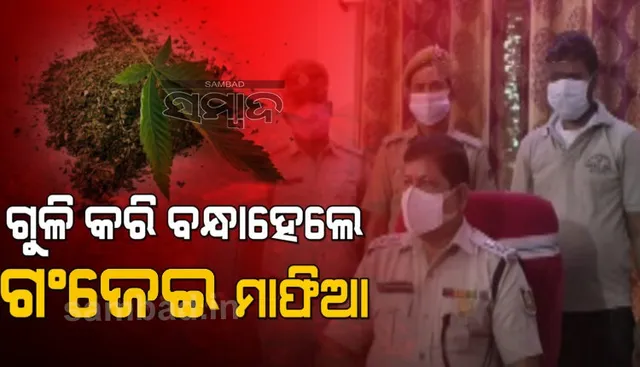 ଗୁଳି କରି ଫେରାର ହେଉଥିଲେ ଗଞ୍ଜେଇ ମାଫିଆ, ଗିରଫ କଲା ପୁଲିସ