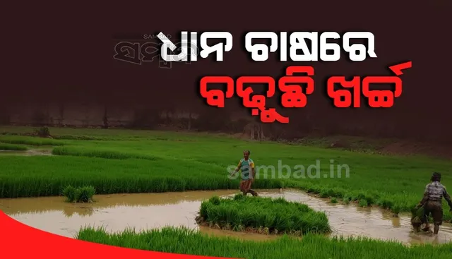 ଏକର ପିଛା ବଢ଼ୁଛି ଧାନଚାଷ ଖର୍ଚ୍ଚ, ବଢ଼ୁନାହିଁ ସରକାରୀ ଆକଳନ