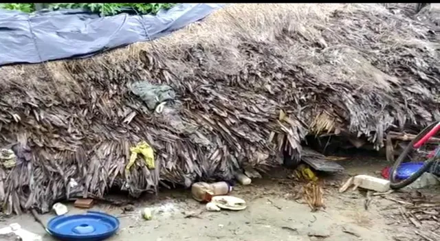 ବଅଁରପାଳରେ ହାତୀମାନଙ୍କ ଦୌରାତ୍ମ୍ୟ: ଘର ଭାଙ୍ଗିବା ସହ ଧାନଚାଉଳ ଖାଇଲେ