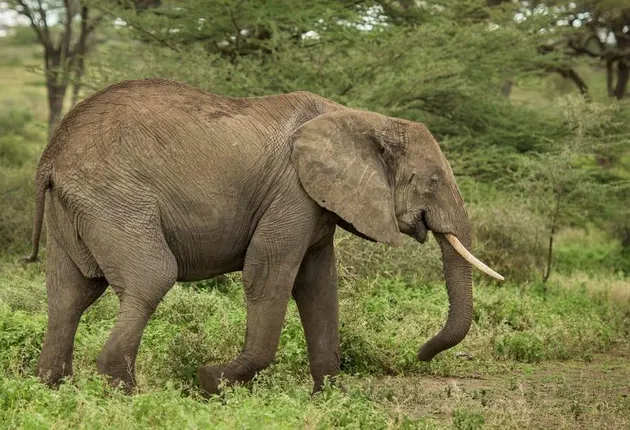 ଜଙ୍ଗଲର ଜଳାଶୟ ଶୁଖିଲା: ବନ୍ୟଜନ୍ତୁଙ୍କ ପ୍ରତି ବିପଦ ବଢ଼ିଲା