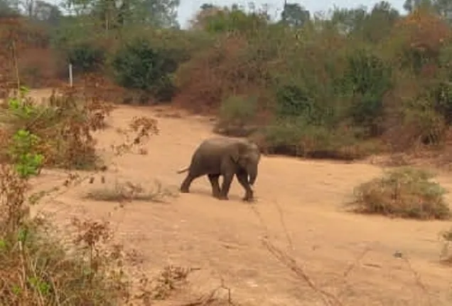 ହାତୀଛୁଆର ମୃତଦେହ ଉଦ୍ଧାର