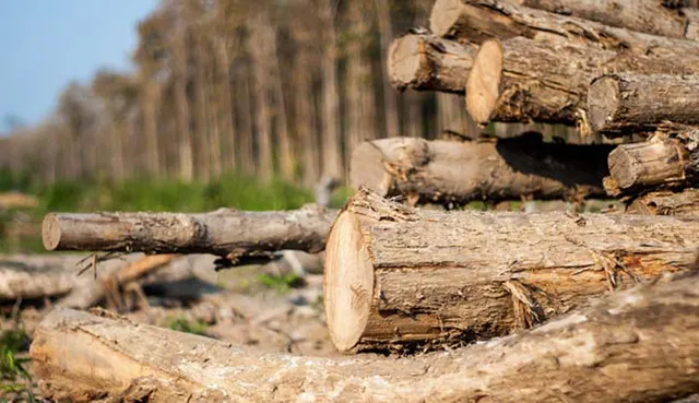 ଅବ୍ୟବସ୍ଥା ଘେରରେ ନୟାଗଡ଼ ଜିଲ୍ଲାର ଏକମାତ୍ର ବନ ଉନ୍ନୟନ ନିଗମ