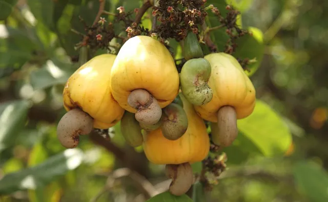 କାଜୁ ବଗିଚା ନିଲାମ ଆଳରେ ଦୁର୍ନୀତି: ୫ ବର୍ଷରେ ୧ କୋଟି ୮୭ ଲକ୍ଷ