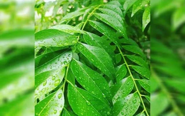 ପେଟରୋଗ ପାଇଁ ରାମବାଣ ହୋଇଥାଏ ଭୃଶୁଙ୍ଗ ପତ୍ର