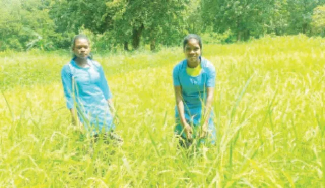 ଦୃଢ଼ ଇଚ୍ଛାଶକ୍ତି ଆଗରେ ହାର୍ ମାନିଛି ଅଭାବ: ପାଠ ପାଇଁ ମୂଲ ଲାଗୁଛନ୍ତି ଛାତ୍ରୀ