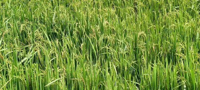 ଦଗା ଦେଲା ହାଇବ୍ରୀଡ ଧାନ ବିହନ: ଫଳୁଛି ଅଗାଡ଼ି, ଭରି ଯାଇଛି ଘାସ, ତିନି ସ୍ତରରେ ଧରୁଛି ଗଭା