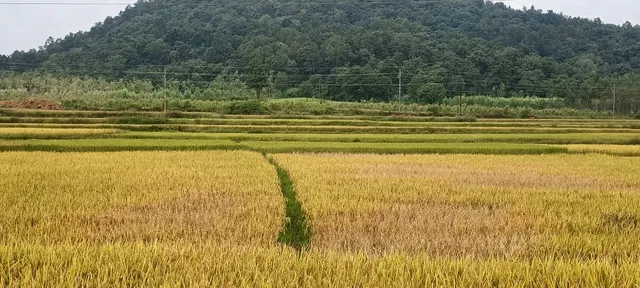 ଜୟପୁର ବ୍ଲକର ବାଲିଆ, ଅନ୍ତା, ଟାଙ୍କୁଆ ଅଞ୍ଚଳର ଜମିରେ ବ୍ୟାପିଲା ଅଜଣା ରୋଗପୋକ: ତଦାରଖ କରିବେ ଜିଲ୍ଲା କୃଷି ଅଧିକାରୀ ଓ କୃଷି ବୈଜ୍ଞାନିକ