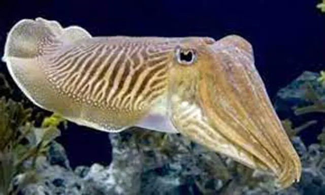 ଖୋଲା ଝରକା: ତିନୋଟି ହୃତ୍‌ପିଣ୍ଡ ଥିବା ମାଛ