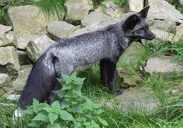 ଖୋଲା ଝରକା: ଜୋରୋ