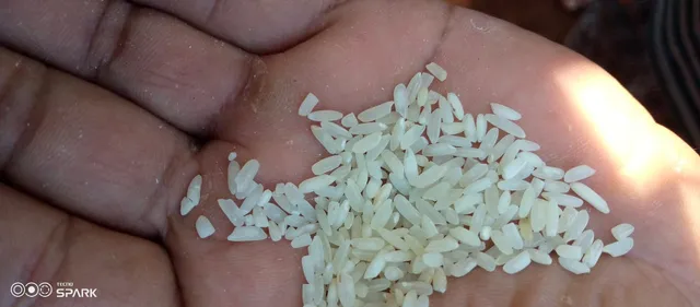 ପିଡ଼ିଏସରେ ପ୍ଲାଷ୍ଟିକ ଚାଉଳ!