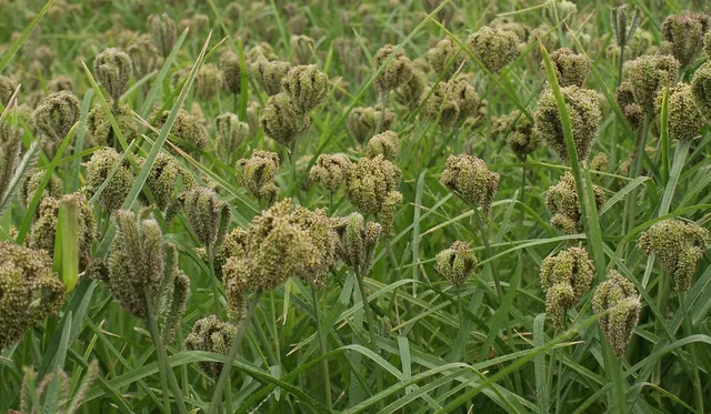 ମିଲେଟ୍ ମିସନ୍‌ ପାଇଁ ବଜେଟ୍‌: ୭ ବର୍ଷରେ ବଢ଼ିଛି ୫୦ ଗୁଣା