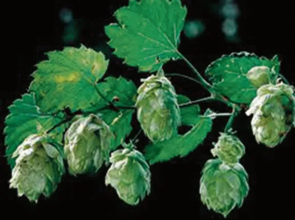 ନୂଆ ସମୟ, ନୂଆ କଥା: ସବୁଠାରୁ ଦାମୀ ଫଳ ଏବଂ ଗ୍ଲାସ୍‌ ଅକ୍ଟୋପସ୍‌