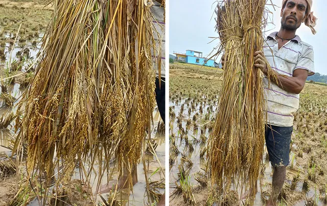 ଚକଡ଼ା ପୋକ, ଅଦିନିଆ ବର୍ଷାରେ ୨୮ ହଜାର ହେକ୍ଟର ଫସଲ ନଷ୍ଟ