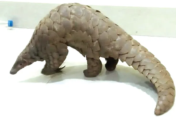 ଚାଲାଣ ପୂର୍ବରୁ ଜୀବନ୍ତ ବଜ୍ରକାପ୍ତା ଉଦ୍ଧାର; କାର ଜବତ, ୨ ଅଭିଯୁକ୍ତ ଗିରଫ