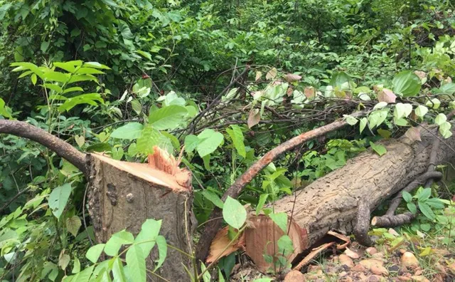 ମାଫିଆଙ୍କୁ ଧରିବାରେ ବନ ବିଭାଗର ବିଫଳତା ଯୋଗୁଁ ନୟାଗଡ଼ ଜିଲ୍ଲାରେ ଧ୍ୱଂସ ହେଉଛି ଘଞ୍ଚ ଜଙ୍ଗଲ, ନଷ୍ଟ ହେଉଛି ସବୁଜିମା