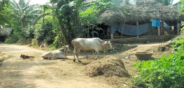 ସାଂସଦ ଆଦର୍ଶ ଗ୍ରାମ ଯୋଜନା: ପଛରେ ଓଡ଼ିଶା