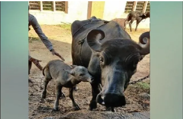 ଆଇଭିଏଫରେ ଭାରତରେ ଜନ୍ମ ହେଲା ପ୍ରଥମ ବନ୍ନି ମଇଁଷି ବାଛୁରୀ