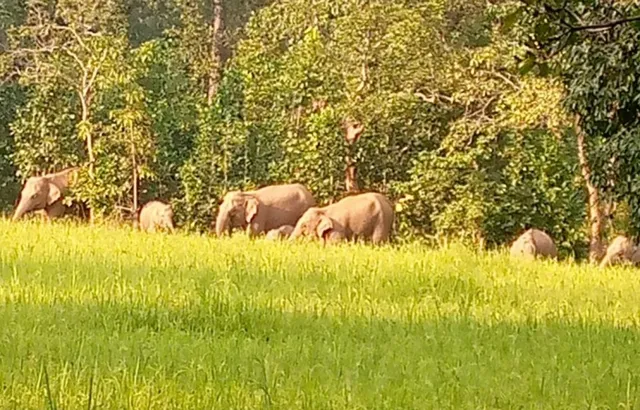 ତେଲକୋଇ ରେଞ୍ଜରେ ୩୫ ହାତୀ : ସଞ୍ଜ ନଇଁଲେ ଧାନକ୍ଷେତ ମୁହାଁ