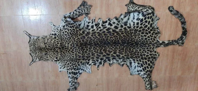 ପୁଣି ବାଘଛାଲ ଜବତ କଲା ଏସଟିଏଫ 