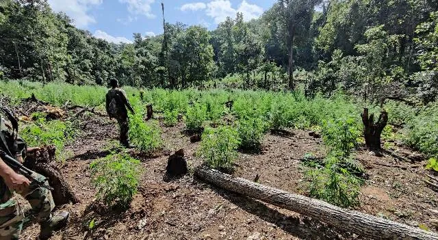 ପୁଣି ୧୫ ଏକର ଜମିରୁ ଗଞ୍ଜେଇ ଗଛ ନଷ୍ଟ କଲା ଅବକାରୀ ବିଭାଗ