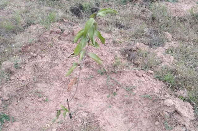 ସର୍ବବୃହତ୍‌ ପିଜୁଳି ଫାର୍ମରେ ଶ୍ରମିକ ଶୋଷଣ: ୩ ମାସ ହେଲା ମଜୁରି ମିଳୁନି