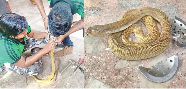 ଷ୍ଟିଲ୍ ଜାଲିରୁ ଉଦ୍ଧାର ହେଲା ନାଗ