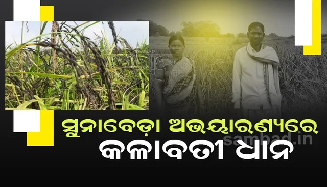 ରୋଜଗାର ବଢ଼ାଇବ ‘କଳାବତୀ ଧାନ’, ଚାଉଳ କିଲୋ ୧୨୦ ଟଙ୍କାରେ ବିକିବେ ଚାଷୀ