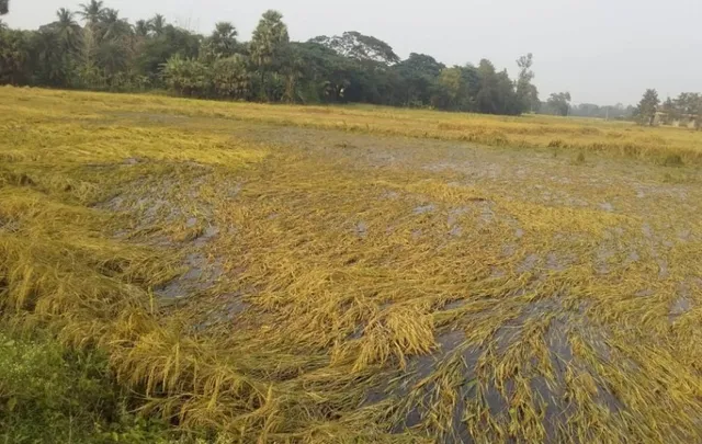 ବର୍ଷାରେ ପାଚିଲା ଧାନ କ୍ଷତିଗ୍ରସ୍ତ