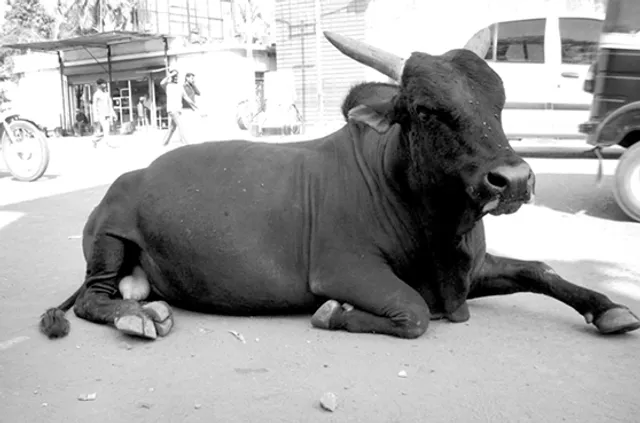 ଷଣ୍ଢ ପରମ୍ପରା