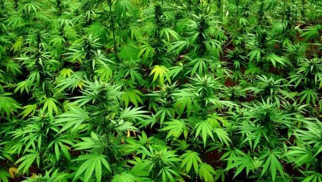 ବନ ବିଭାଗ ଜାଣତରେ ସଂରକ୍ଷିତ ଜଙ୍ଗଲରେ ଗଞ୍ଜେଇ ଚାଷ