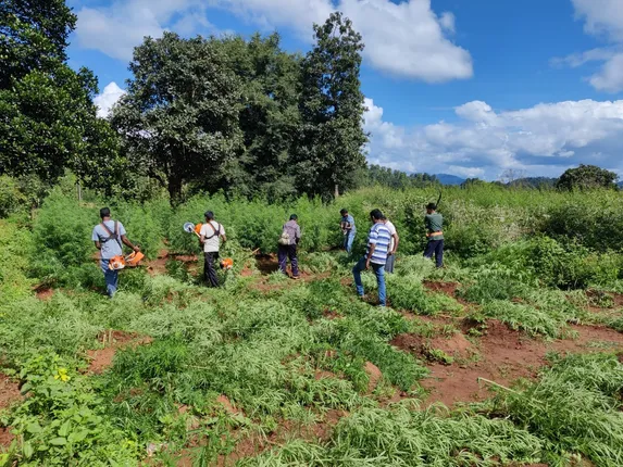 ୬୫ ଏକର ସରକାରୀ ଜମିରୁ ୯୭ ହଜାର ଗଞ୍ଜେଇ ଗଛ ନଷ୍ଟ