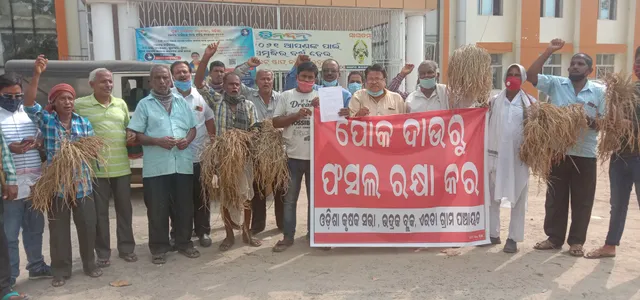 ଚକଡ଼ା ପୋକ ଲାଗି ଉଜୁଡି ଗଲା ଚାଷ ଜମି, କ୍ଷତିପୂରଣ ଦାବିରେ ଜିଲ୍ଲାପାଳ ଓ ବିଧାୟକଙ୍କୁ ଭେଟିଲେ ଚାଷୀ