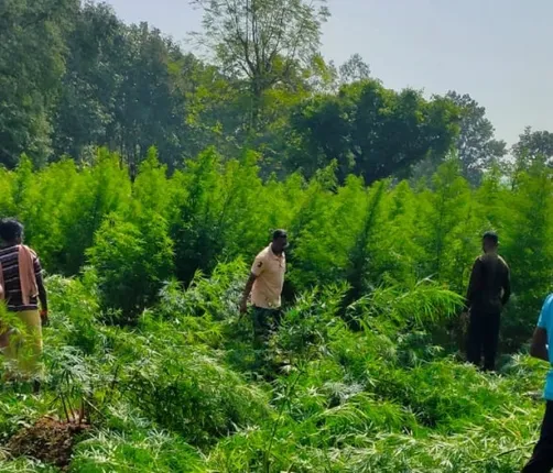 ୪୫ ଏକର ଜମିରେ ଲଗାଯାଇଥିବା ଗଞ୍ଜେଇ ଗଛକୁ ନଷ୍ଟ କଲା ପୁଲିସ ଓ ଅବକାରୀ ବିଭାଗ