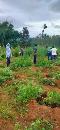 ମାଲକାନଗିରିରେ ୧ ଲକ୍ଷ ୮୦ ହଜାର ଗଞ୍ଜେଇ ଗଛ ନଷ୍ଟ